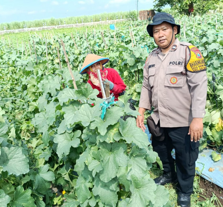 Dukung Ketahanan Pangan Lewat Perawatan Tanaman Hortikultura di Balongbendo