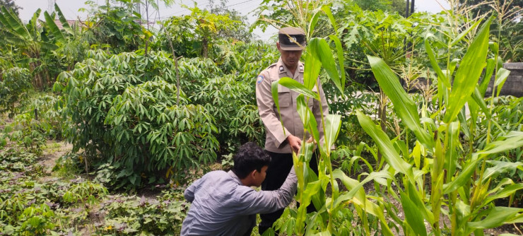 Kapolsek Sedati Masifkan Peran Bhabinkamtibmas Dampingi Warga Kelolah Lahan Ketahanan Pangan Tanaman Jagung
