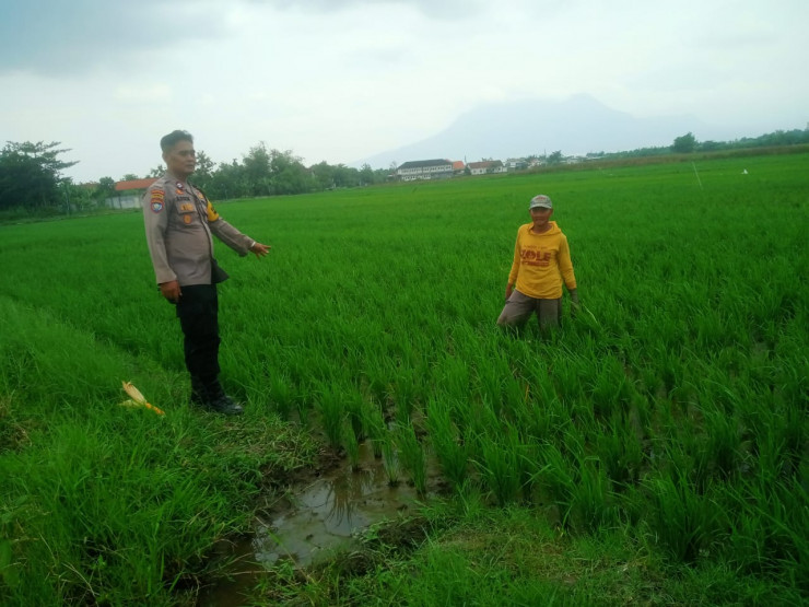 Cek Tanam Padi Berhasil, Kanit Binmas Polsek Krembung Turun ke Lahan Pertanian