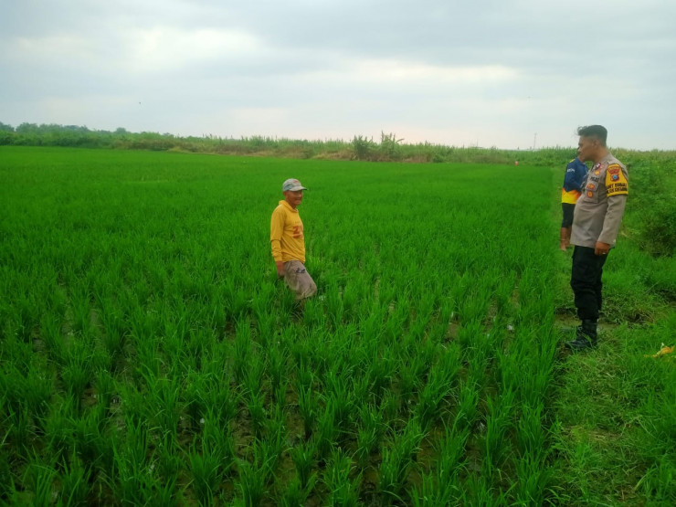 Kanit Binmas Polsek Krembung Turun ke Lahan Pertanian Padi