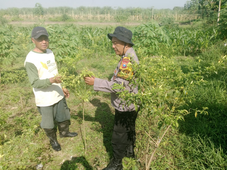 Dukung Program Asta Cita, Polsek Balongbendo Bina Warga Tanam Lombok di Pekarangan Desa
