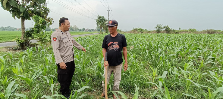 Harapakan Hasil Panen Jagung Optimal, Polsek Tarik Dampingi Kelompok Tani Desa Gampingrowo