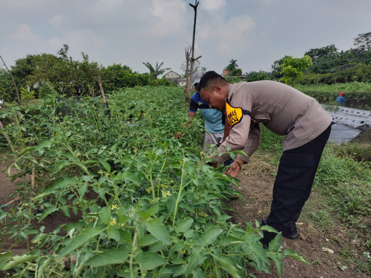 Polsek Taman Dampingi Warga Masifkan Ketahanan Pangan Melalui Tanaman Hortikultura di Desa Sambibulu