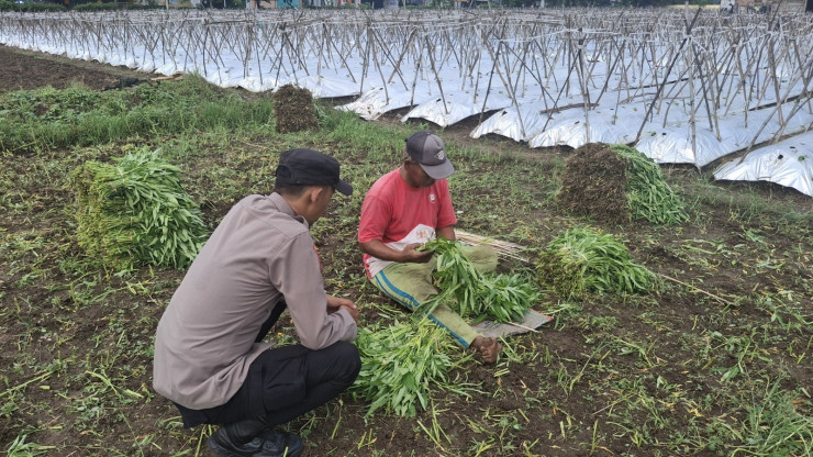 Polsek Wonoayu Dampingi Warga Sumberejo Budidaya Kangkung di Lahan Kosong