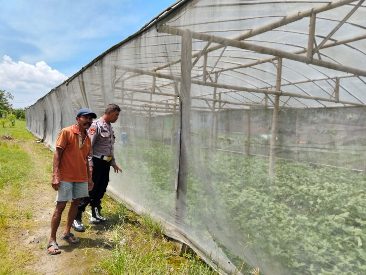 Siap Topang Ketahanan Pangan, Polsek Wonoayu Apresiasi Perkembangan Sayur Sawi Organik Warga