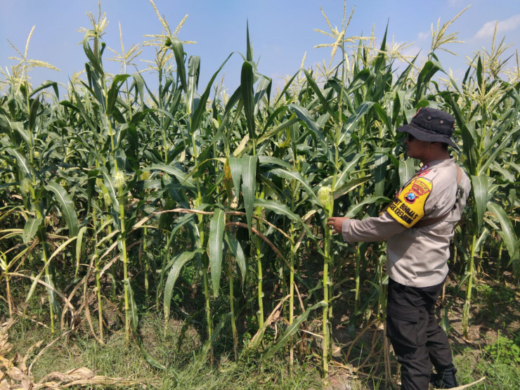 Polsek Krembung Tinjau Lahan Jagung Dukung Swasembada