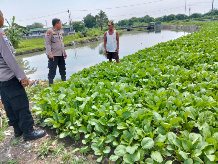 Bhabinkamtibmas Tinjau Pengelolaan Tanaman Sawi di Desa Pilang, Dorong Ketahanan Pangan Warga