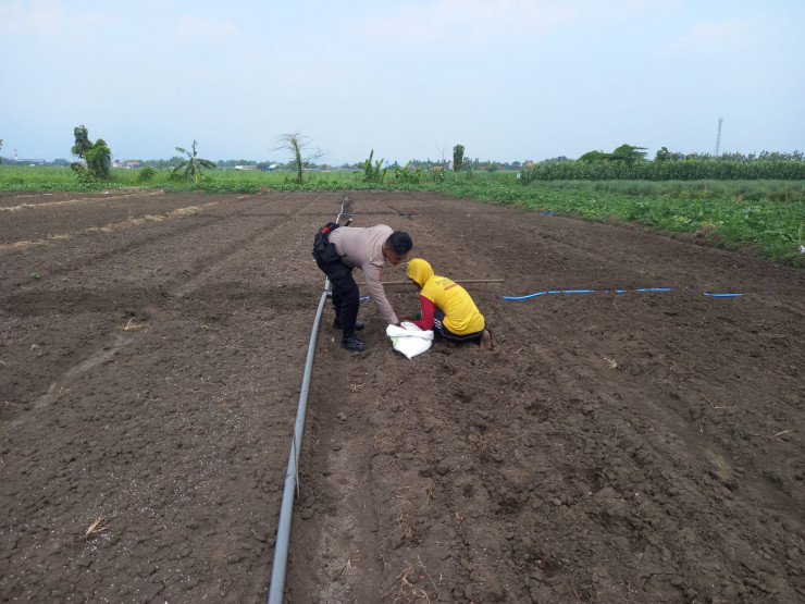 Kanit Binmas Polsek Krembung Tinjau Ketahanan Pangan di Tanaman Bawang Merah Desa Lemujut