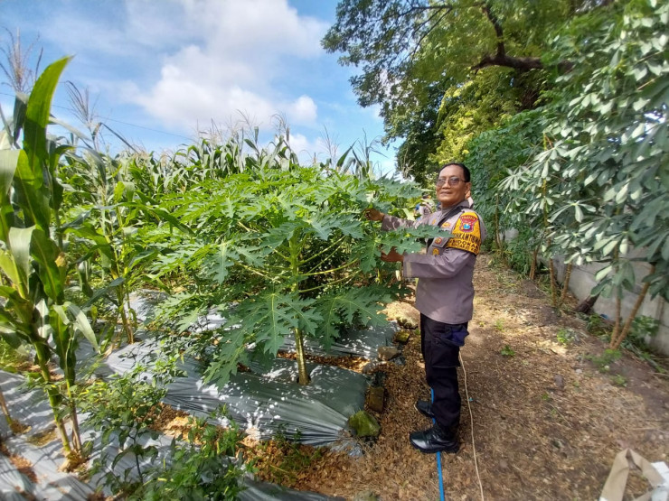 Antisipasi Curah Hujan Tinggi, Bhabinkamtibmas Polsek Sidoarjo Kota Pantau Lahan Ketahanan Pangan di Sidokare