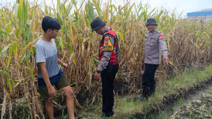 Cek Lahan Jagung Siap Panen di Balongbendo Sidoarjo, Dukung Swasembada Pangan 2026
