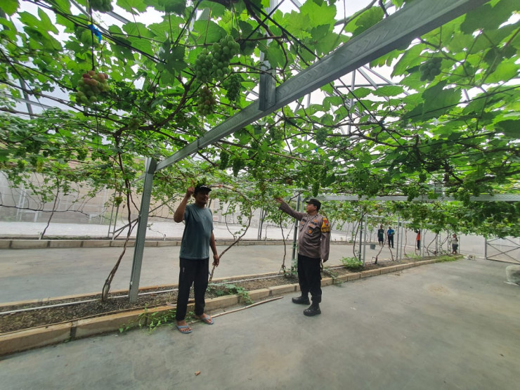 Kebun Anggur Desa Simoangin-angin Diharapkan Jadi Penopang Ketahanan Pangan Nasional
